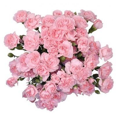Pink Spray Carnation Bouquet