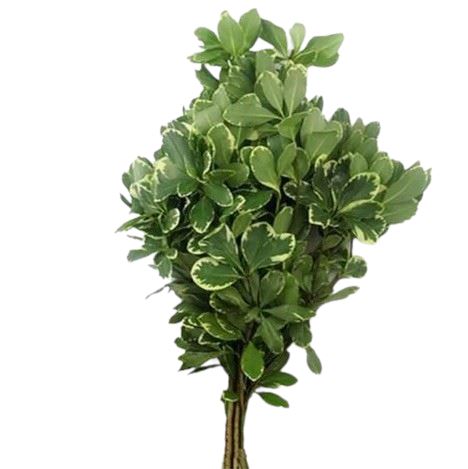 Pittosporum Ilan Branches - A Natural Touch of Elegance